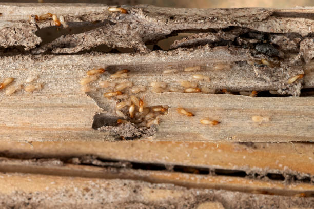 Best Local Pest Control Services  in Georgetown, SC